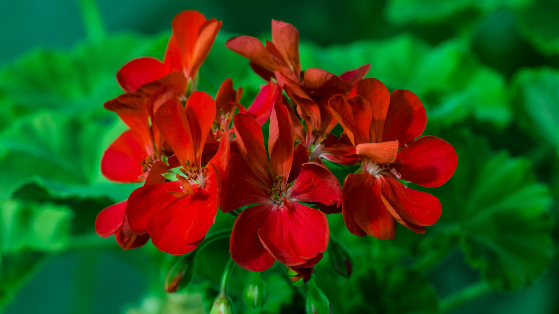 GERANIUM – ETERYCZNA MOC UZDRAWIANIA