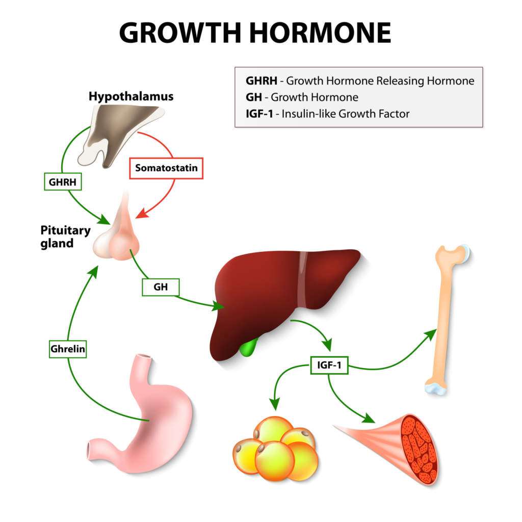 hormon-wzrostu.jpg