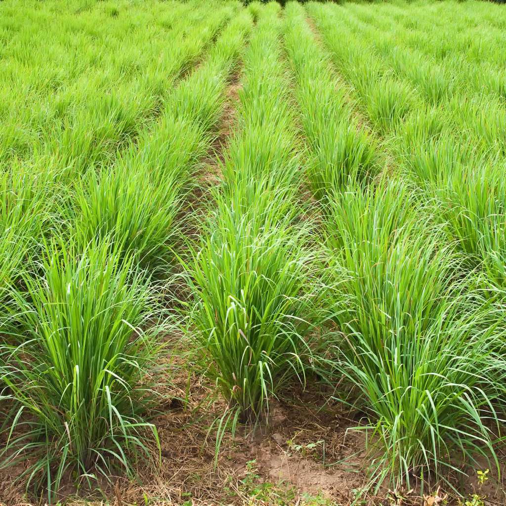 pole-trawy-cytrynowej-lemongrass.jpg