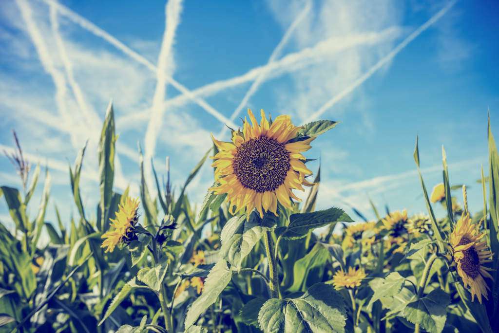 Chemtrails-trujące-smugi-chemiczne-sonecznik.jpg 