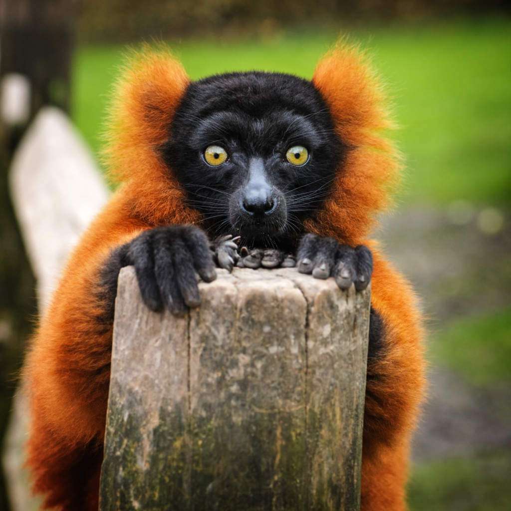 lemuria-lemur-wari.jpg