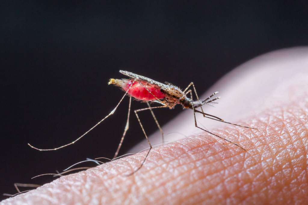 Mosquito-malaria.jpg