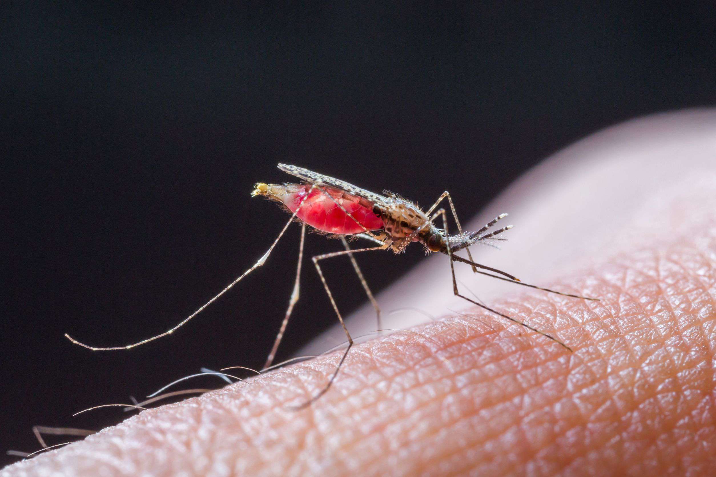 Малярией можно заразиться. Комар анофелес. Малярийный комар болезнь. Малярийный комар симптомы.