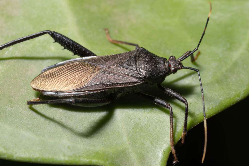 Assassin-bug-pluskwiak.jpg