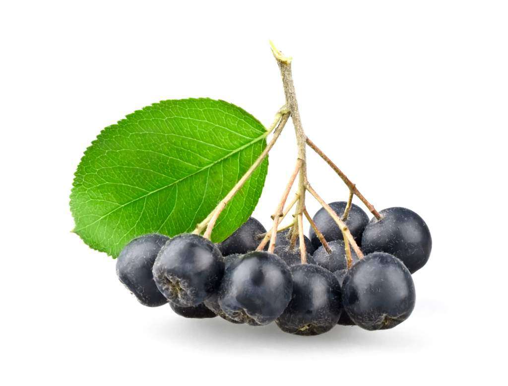 aronia.jpg