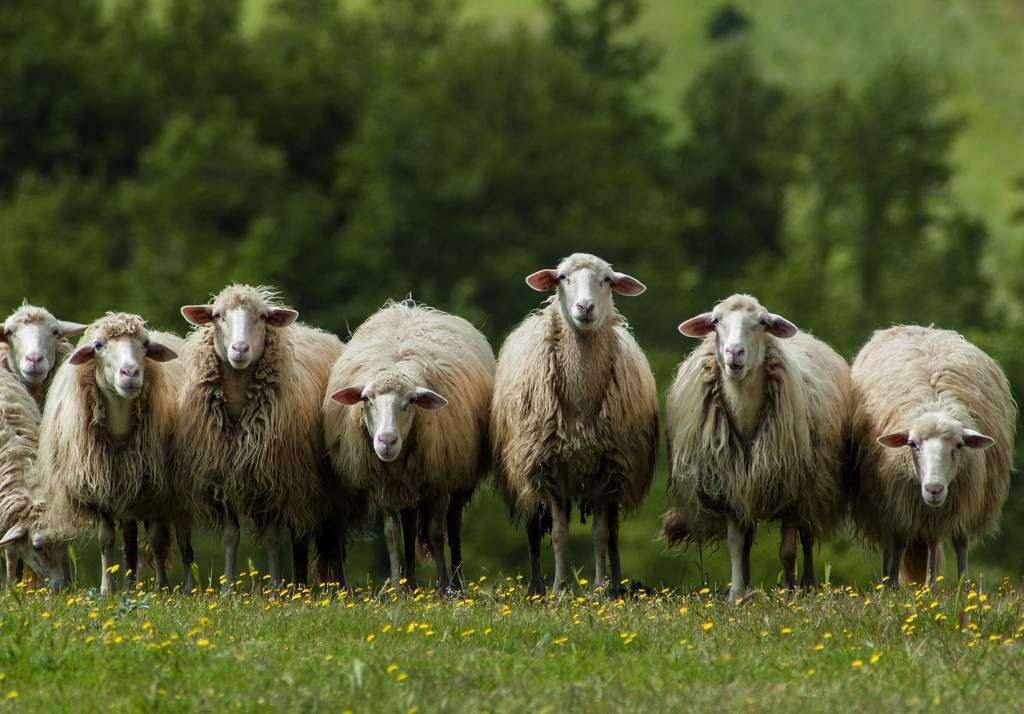 stado-owiec.jpg
