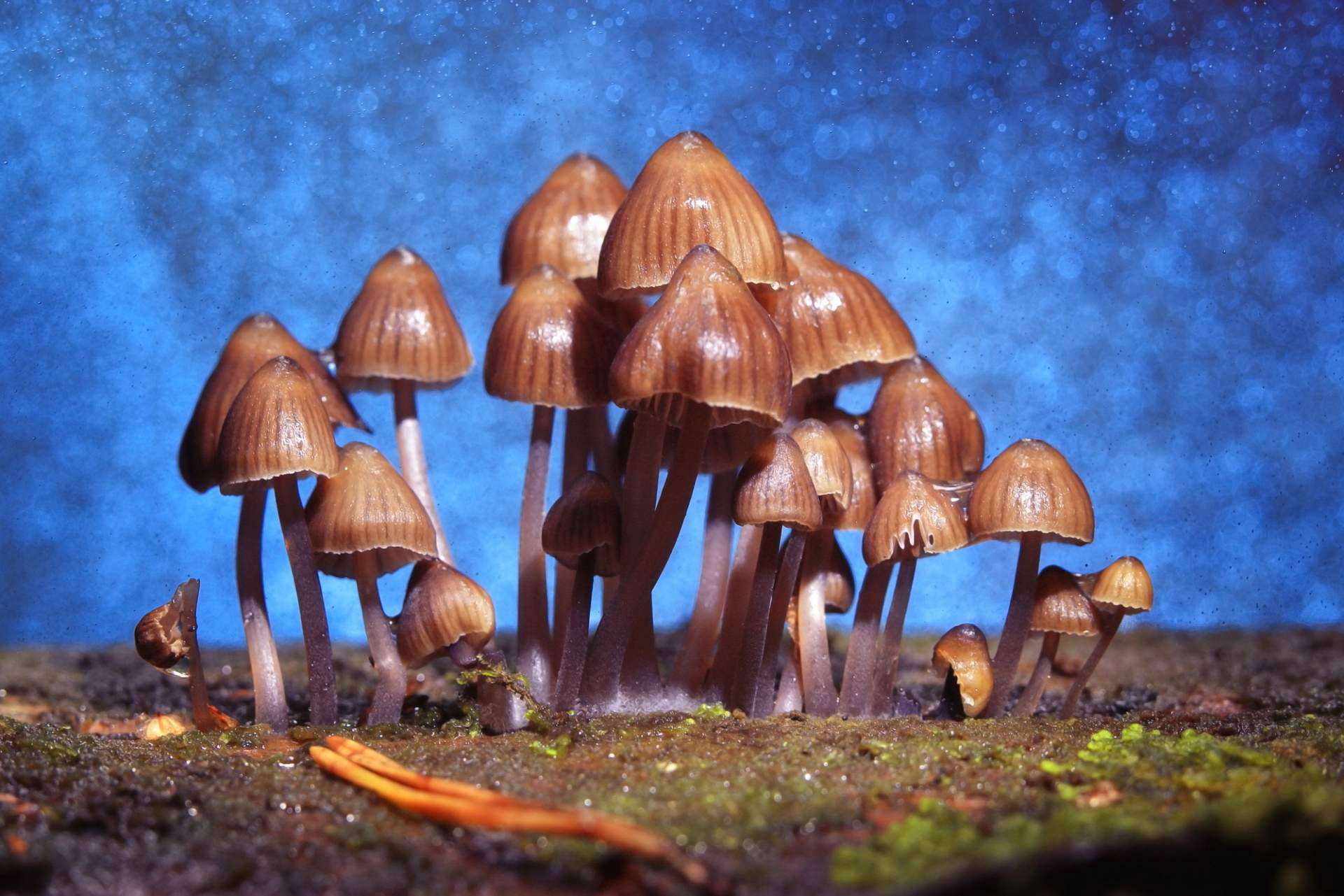 PSYLOCYBINA – SKUTECZNE ANTIDOTUM NA TRAUMĘ I DEPRESJĘ