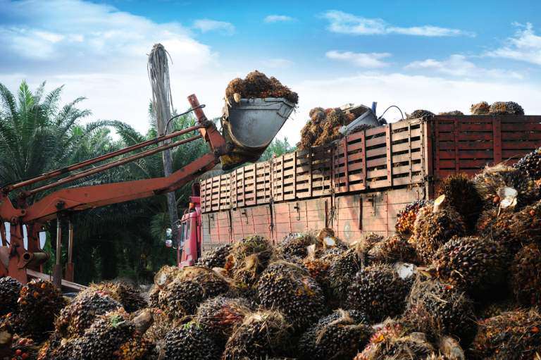 OLEJ PALMOWY, CZYLI SZKODLIWY DLA ZDROWIA NISZCZYCIEL ŚRODOWISKA