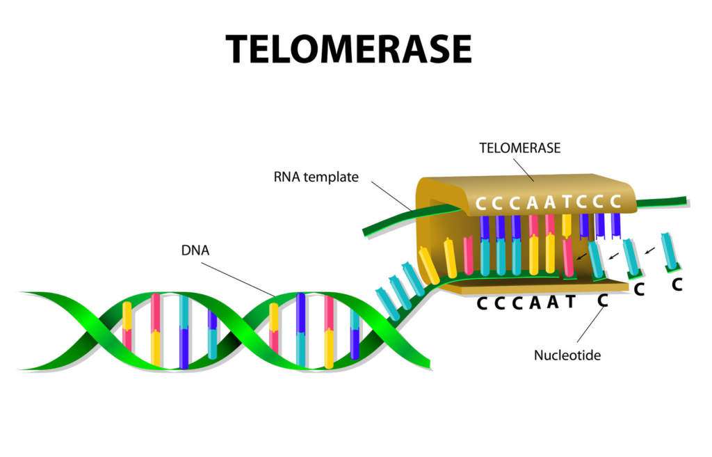 abiogeneza-telomery-dna.jpg