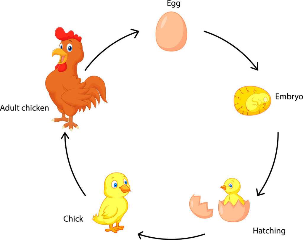 abiogeneza-jajko-czy-kura.jpg