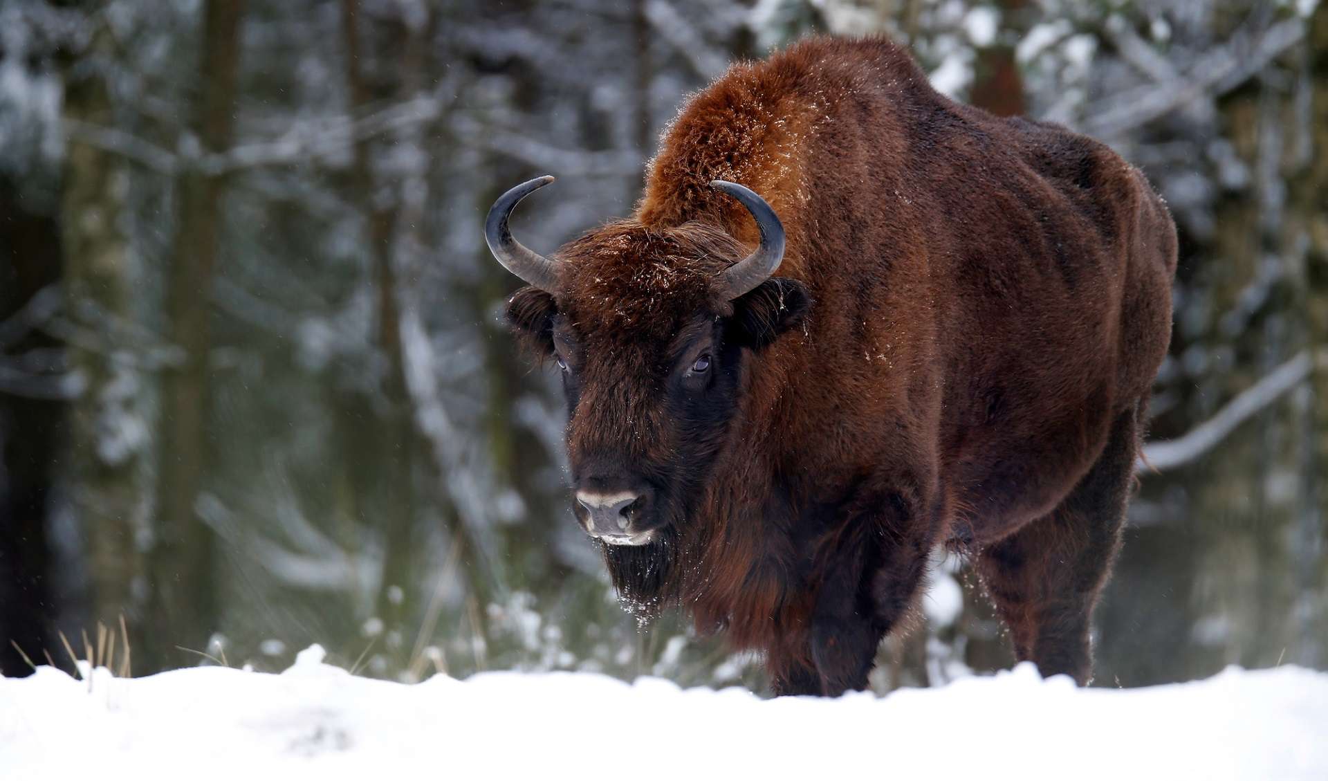 BIAŁOWIEŻA – MIEJSCE MOCY NA PODLASIU