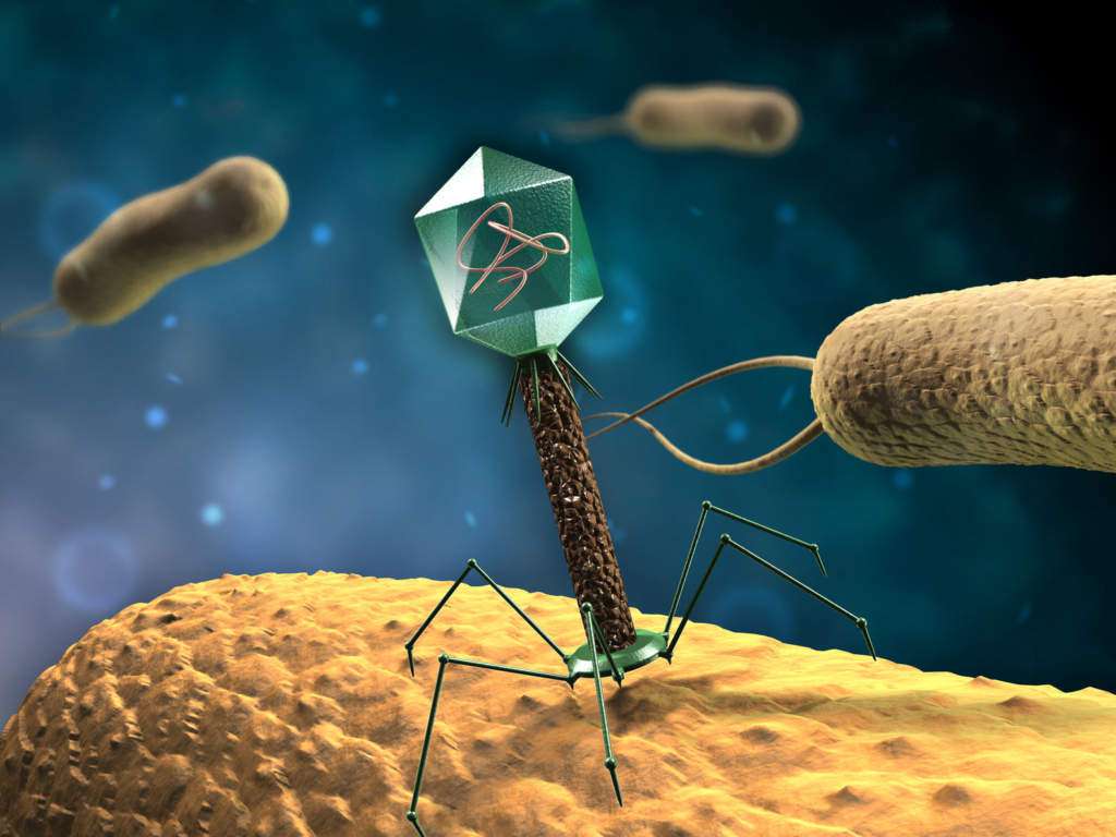 bakteriofaga.jpg