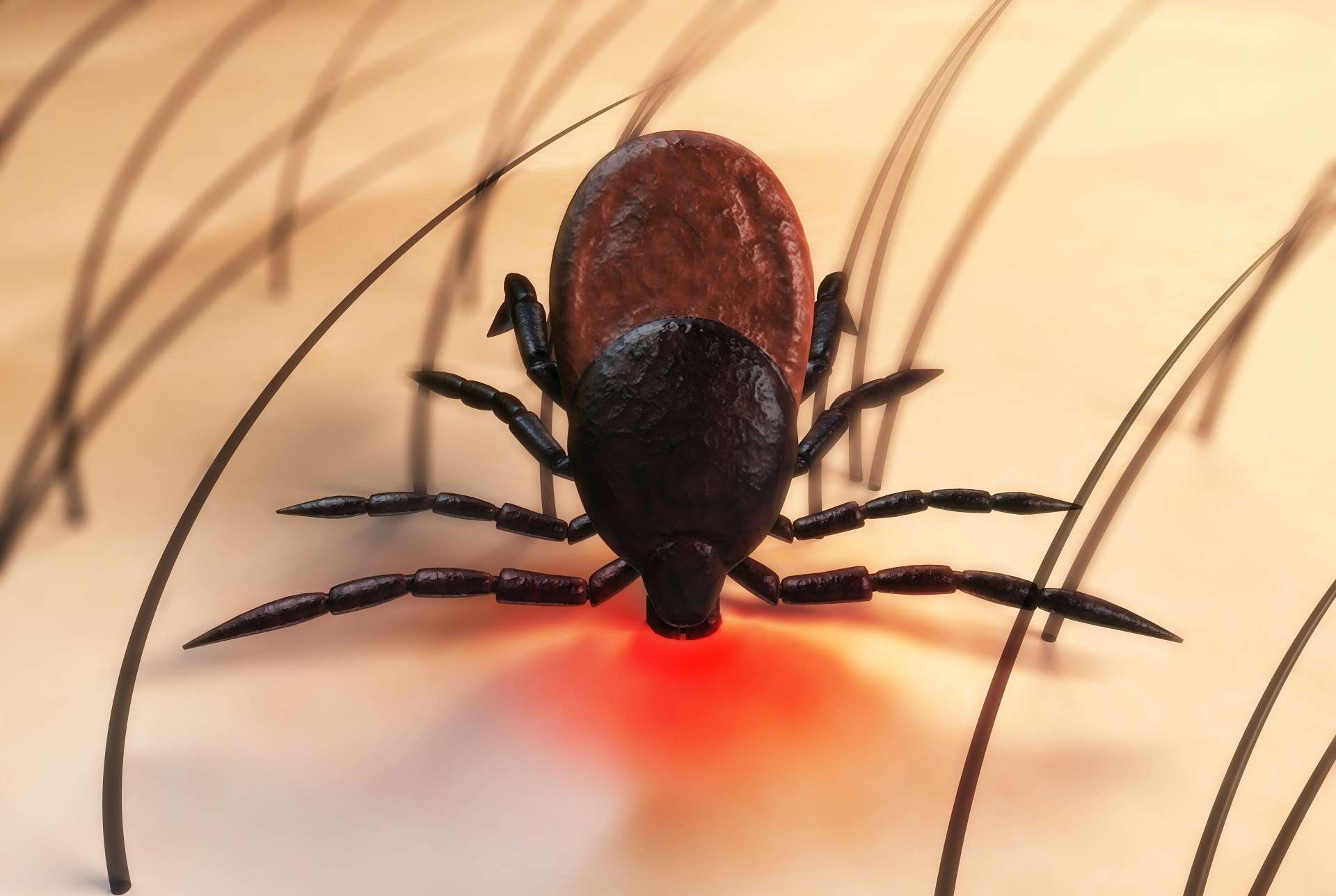 ODSTRASZANIE KLESZCZY – NAJSKUTECZNIEJSZE ROŚLINY I NATURALNE PREPARATY