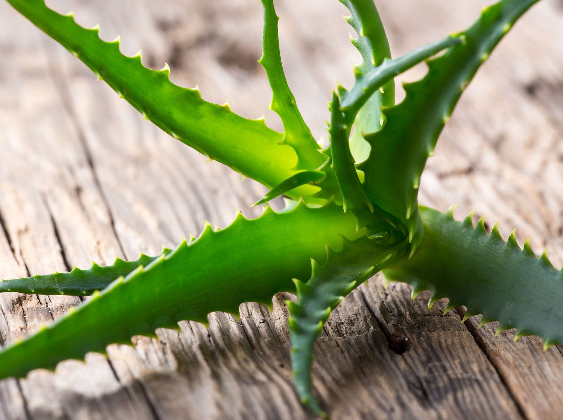 ALOES – MAŁO ZNANE SPOSOBY WYKORZYSTANIA CUDOWNEGO ALOE VERA