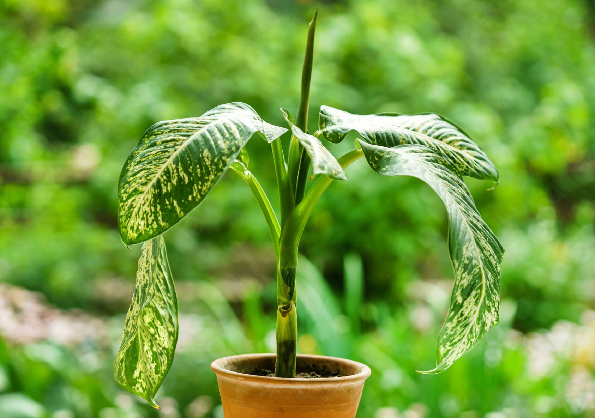 DIEFFENBACHIA – TRUJĄCA ROŚLINA W TWOIM DOMU