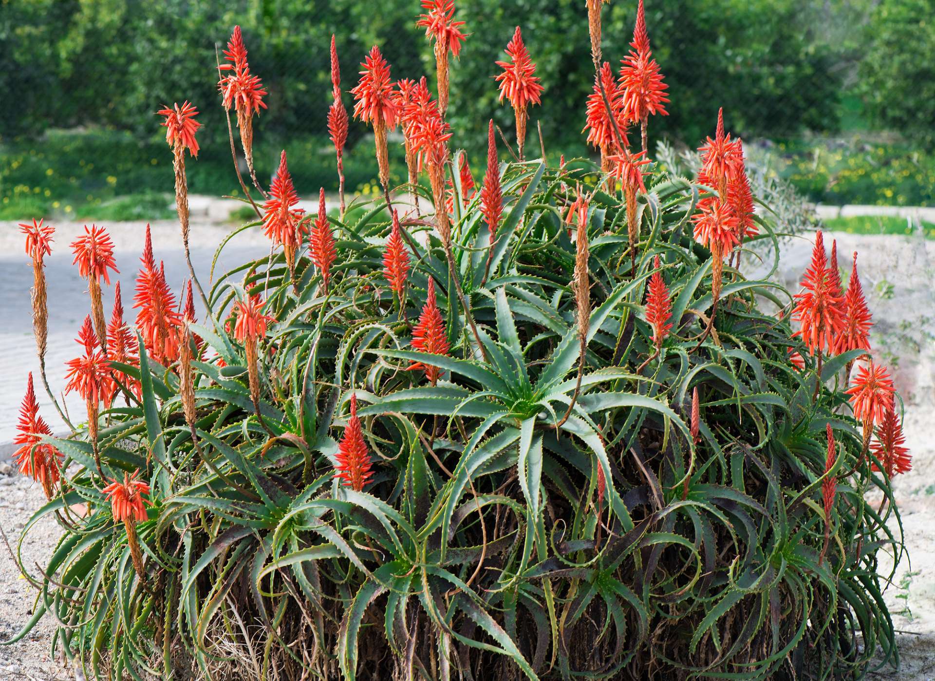 ALOES DRZEWIASTY – NATURALNE LEKARSTWO NA RAKA WEDŁUG OJCA ZAGO