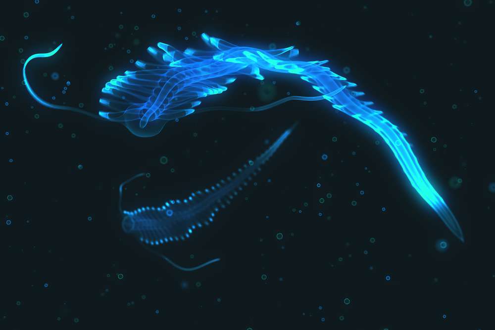 bioluminescencja.jpg