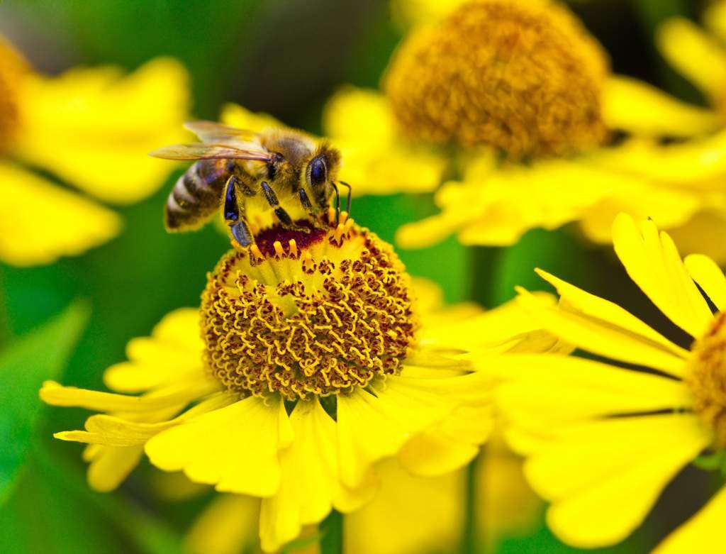 pszczoła.jpg
