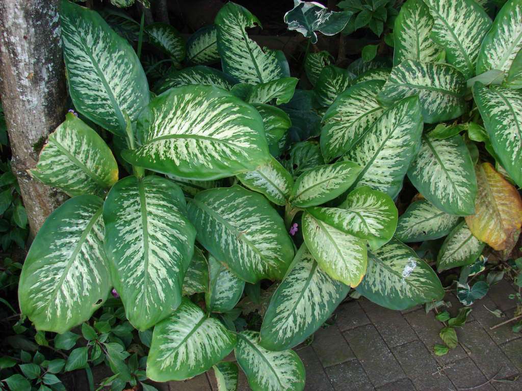 dieffenbachia.jpg