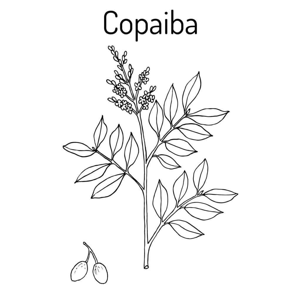 copaiba.jpg