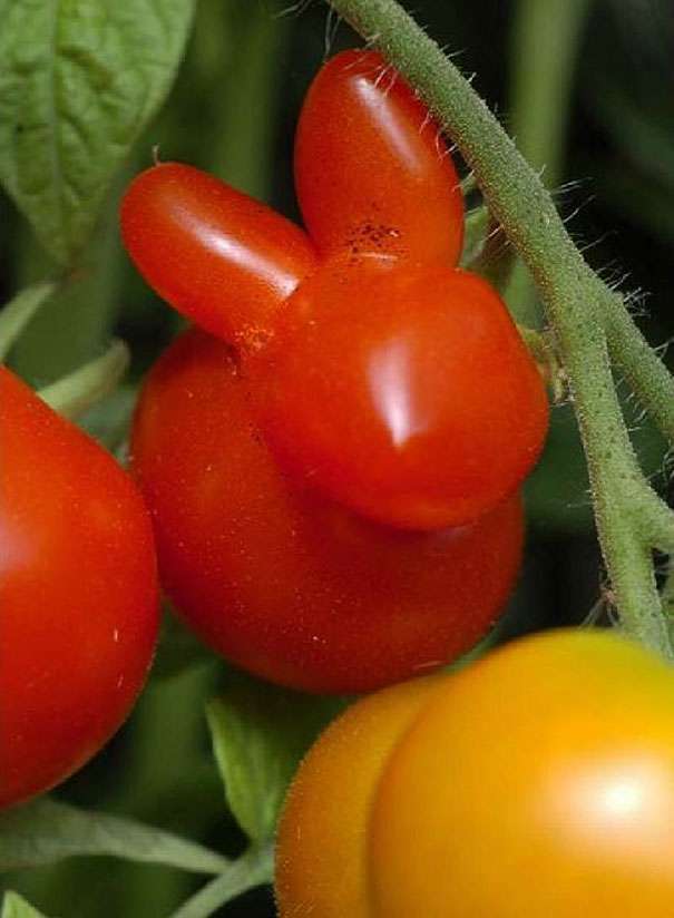 pomidor-królik.jpg