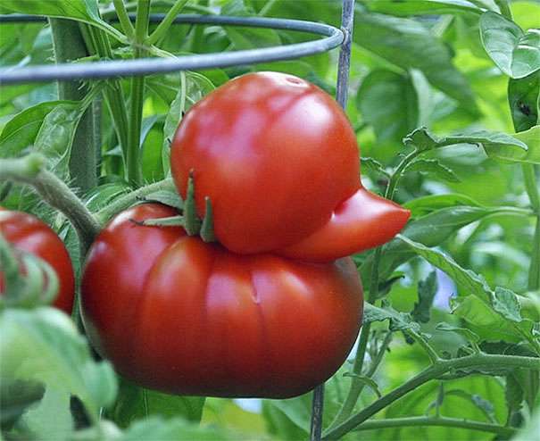 pomidor-kaczka.jpg