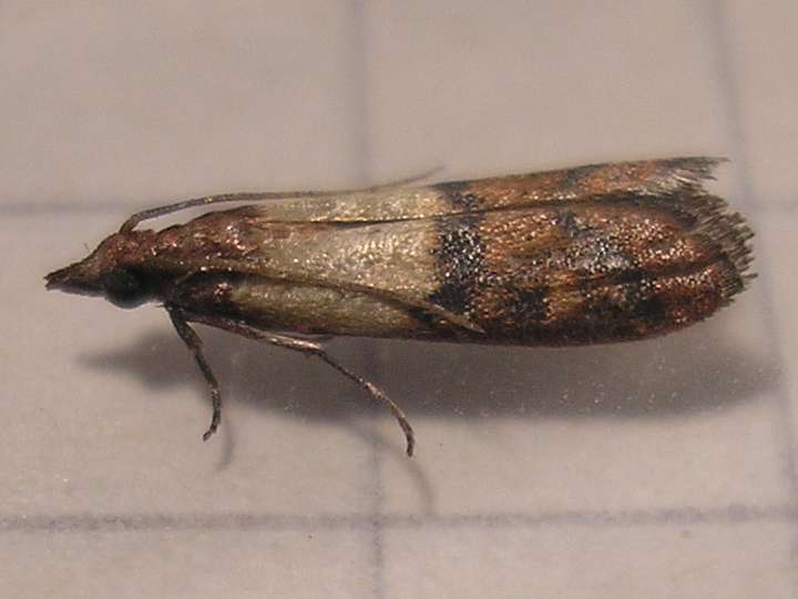 mole-spożywcze.jpg