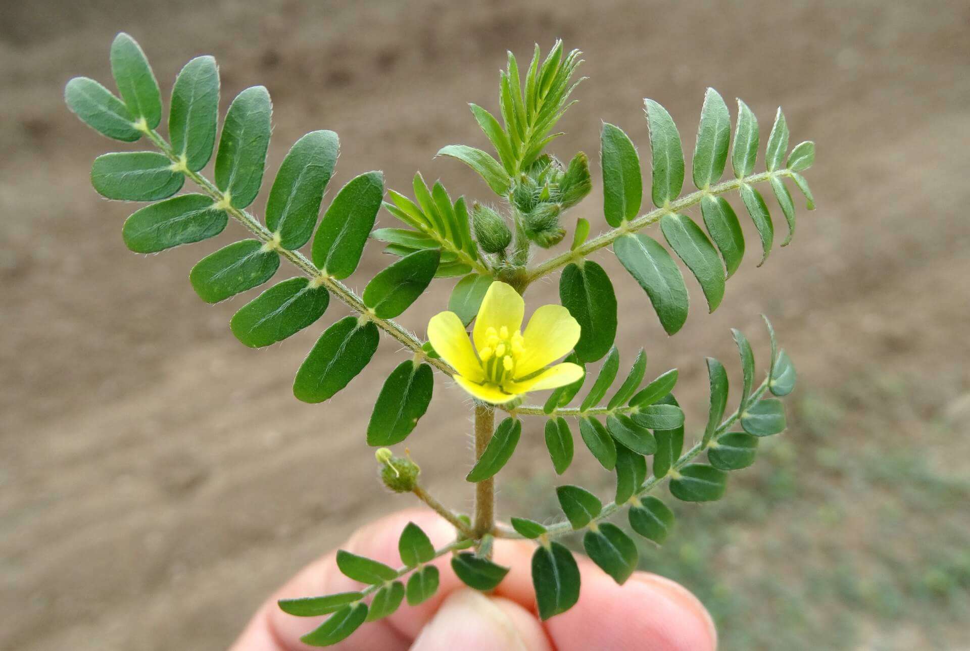 BUZDYGANEK (TRIBULUS TERRESTRIS) – SKUTECZNY DOPALACZ DLA MĘŻCZYZN