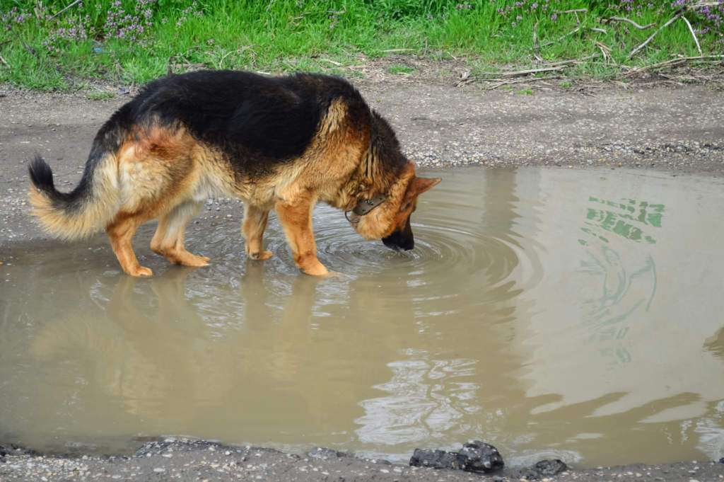 leptospiroza-szczepionka.jpg