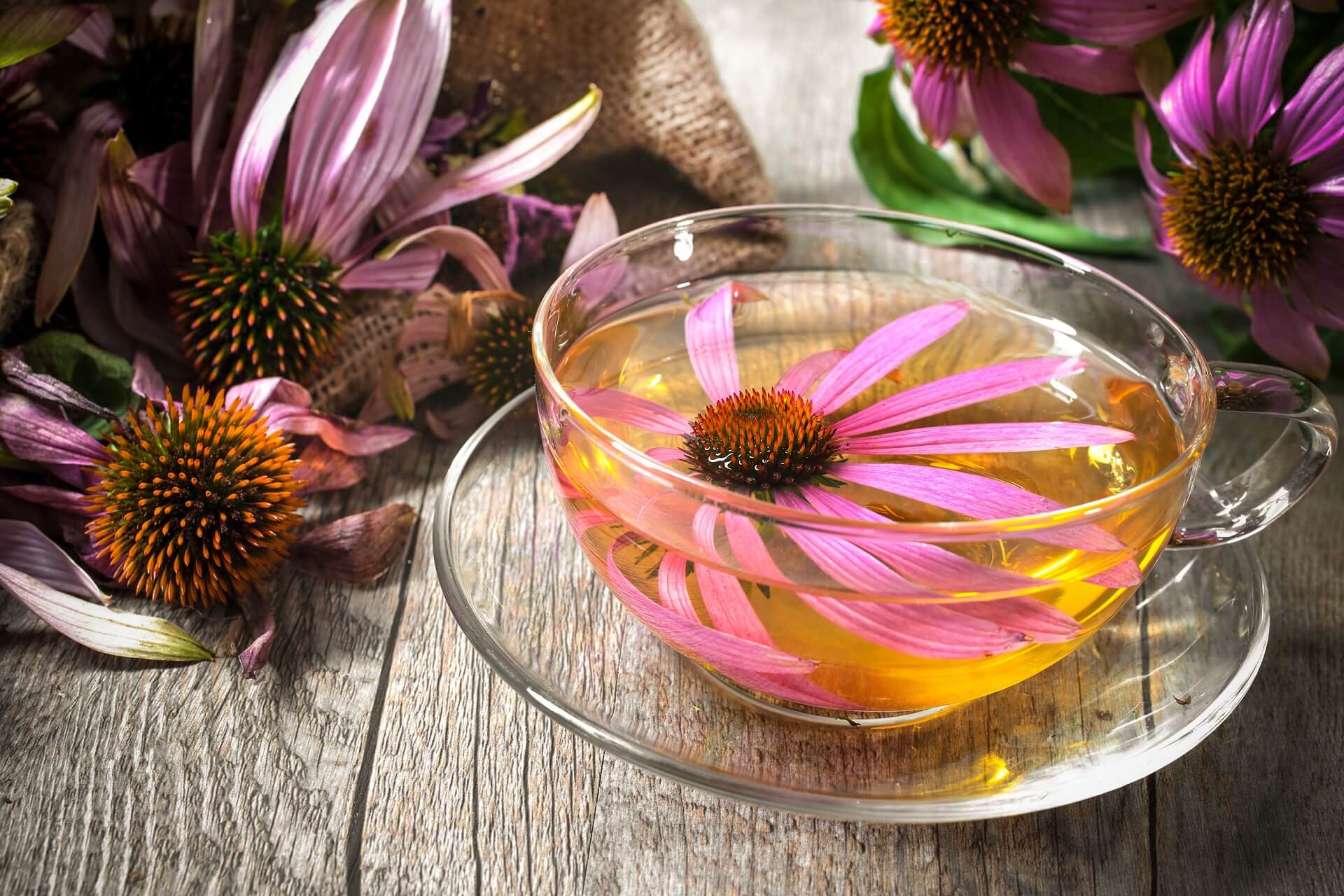 ECHINACEA, CZYLI JEŻÓWKA PURPUROWA DOSKONAŁA NA ODPORNOŚĆ