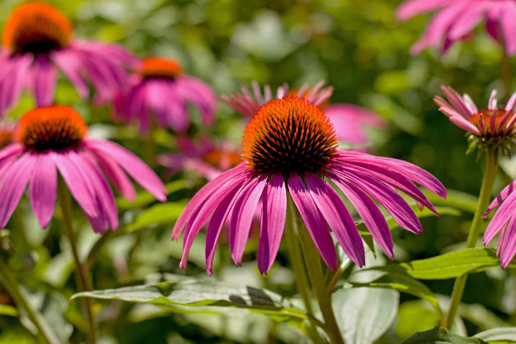 echinacea-jeżówka.jpg