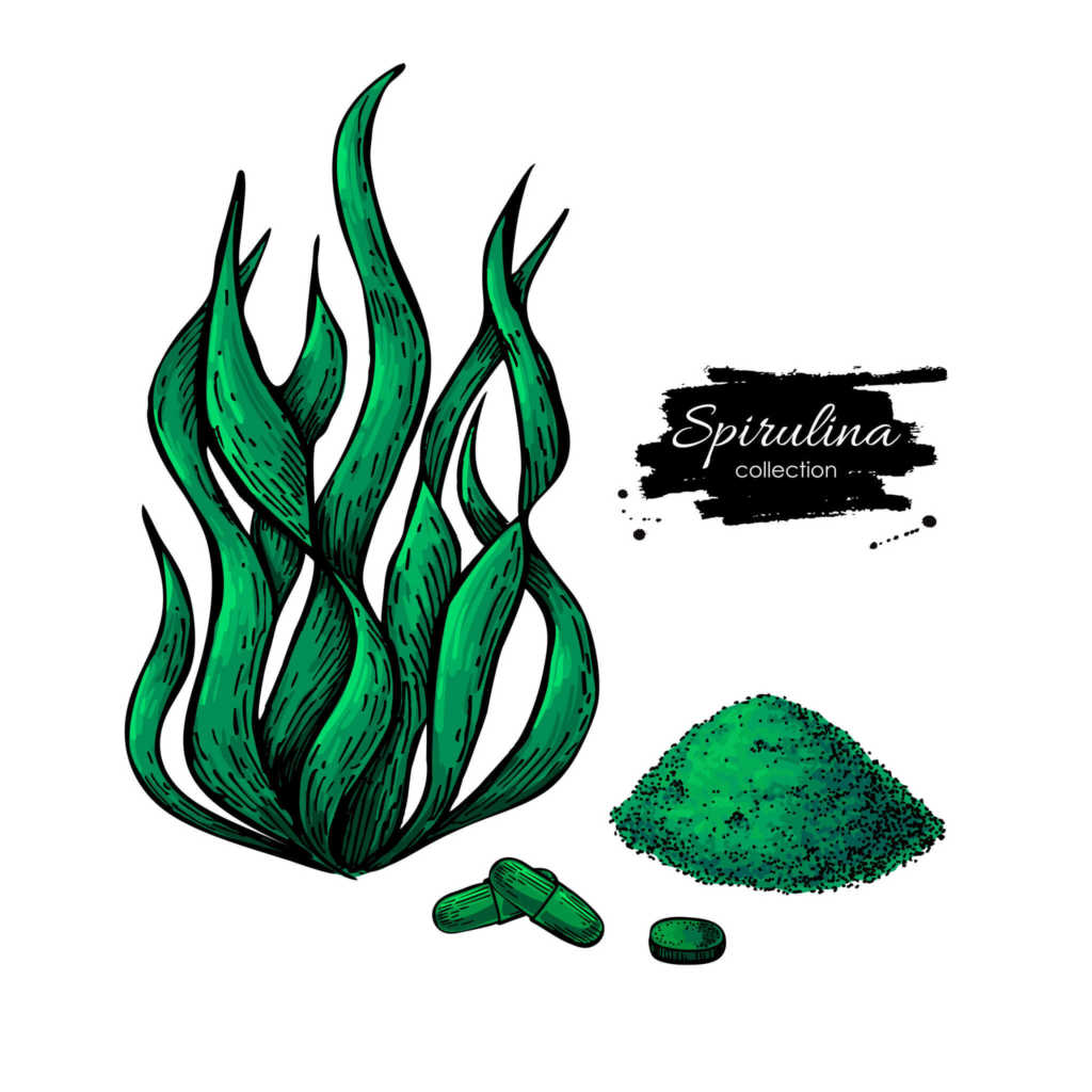 spirulina-alga.jpg