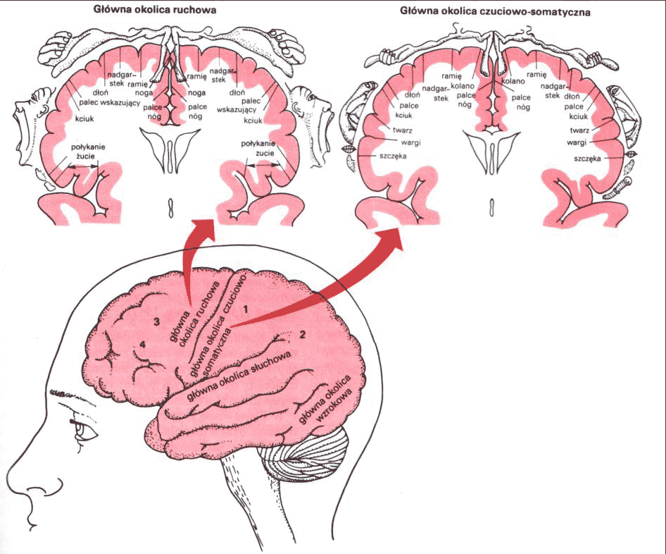 humunkulus-sensoryczny-motoryczny.jpg