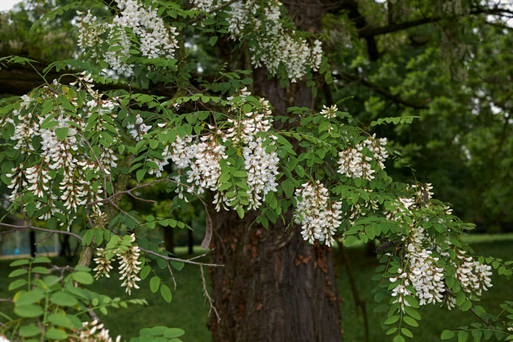 robinia-akacjowa.jpg