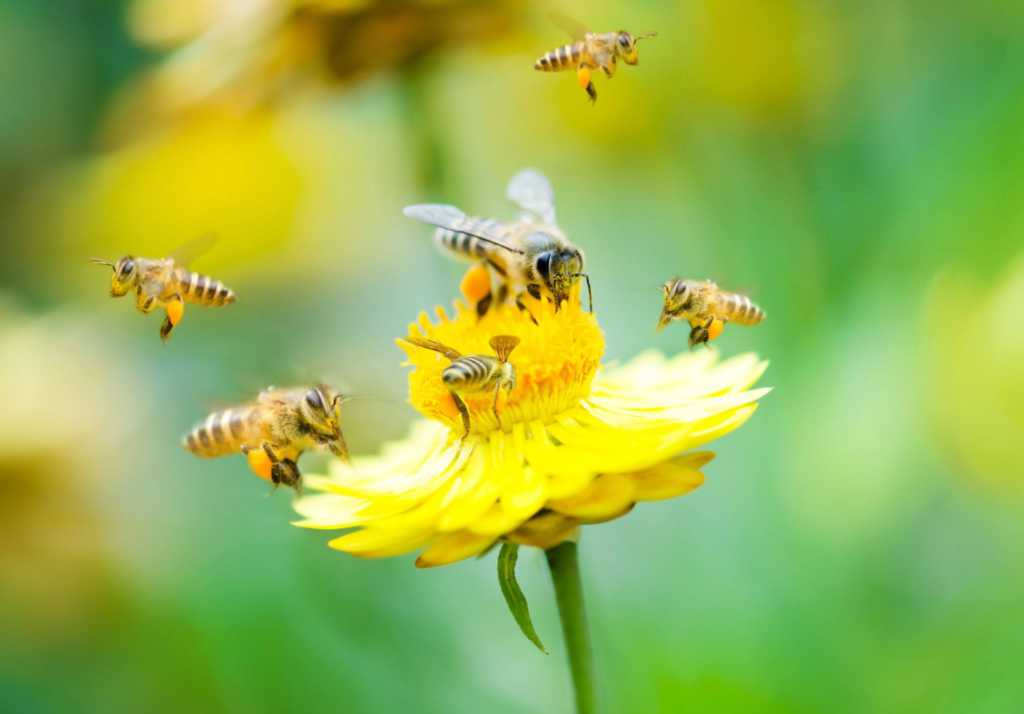 pszczoły.jpg