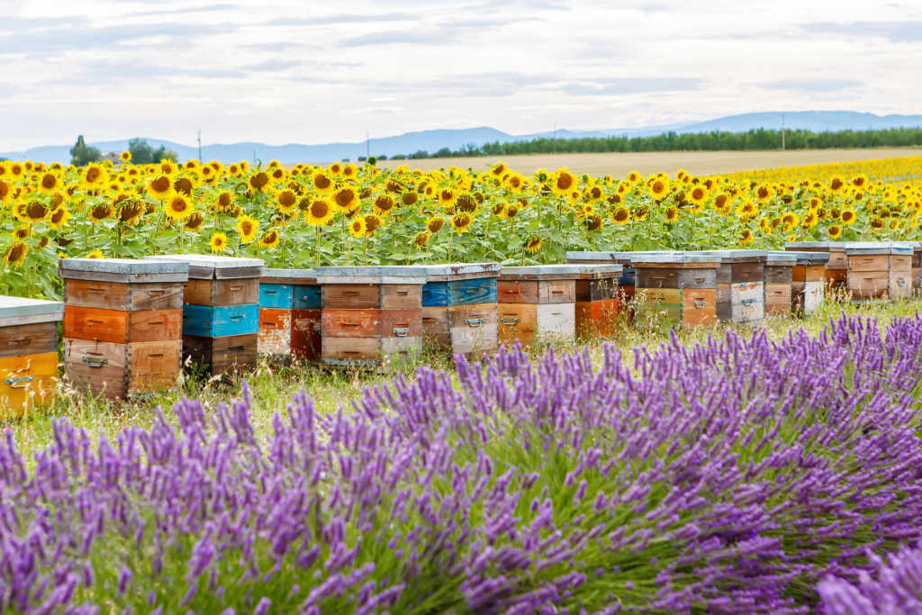 pszczoły-ule.jpg