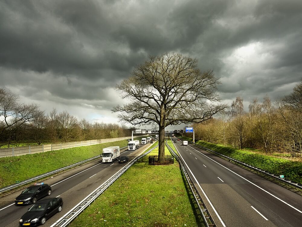 dąb-autostrada.jpg