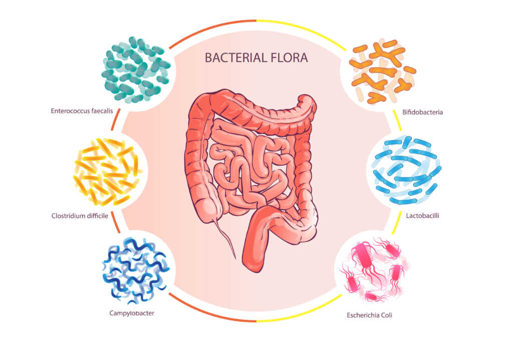 flora-bakteryjna-jelit.jpg