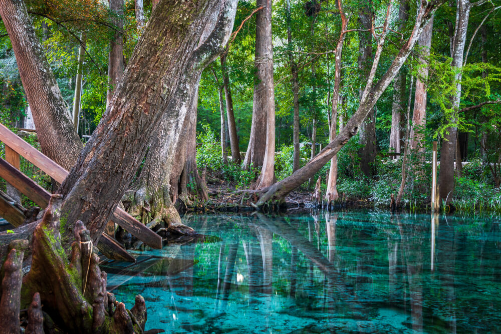 ginnie-springs.jpg