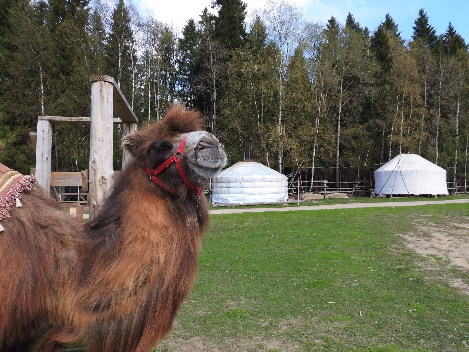 MLEKO WIELBŁĄDZIE – DAR NATURY, KTÓRY POMAGA AUTYSTYKOM?