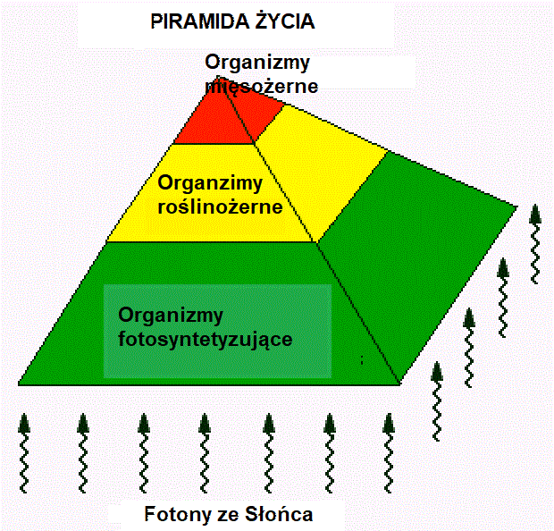 piramida-życia.jpg