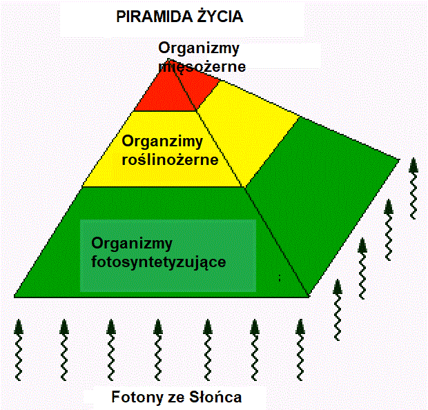Piramida Energii W Ekosystemie PRZEPŁYW ENERGII I ENTROPIA – ZROZUMIEĆ FIZYKĘ ŻYCIA I CHORÓB