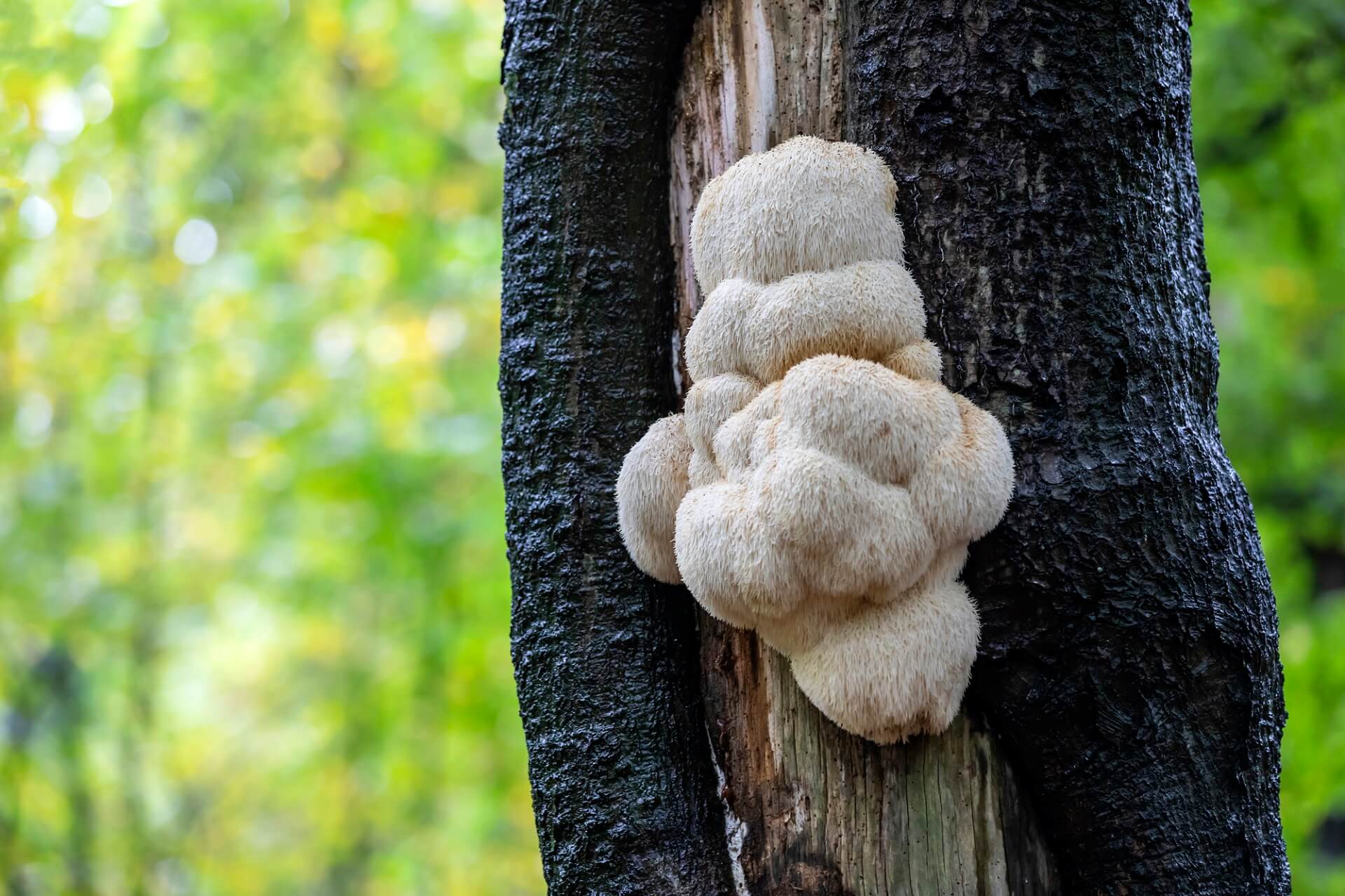 LWIA GRZYWA (SOPLÓWKA JEŻOWATA) – POTĘŻNY ŚRODEK MEDYCYNY NATURALNEJ