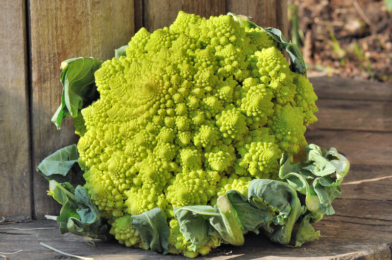 kalafior-romanesco.jpg